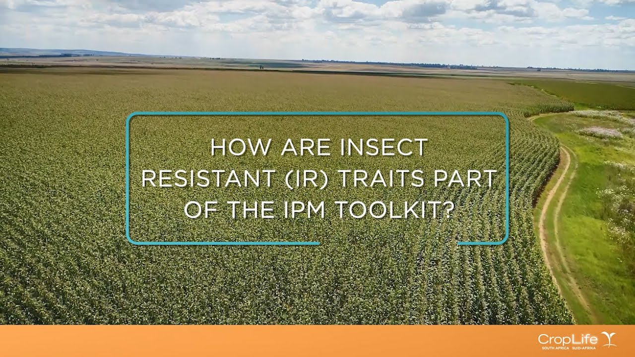 Insect Resistant Crops and Resistance Management