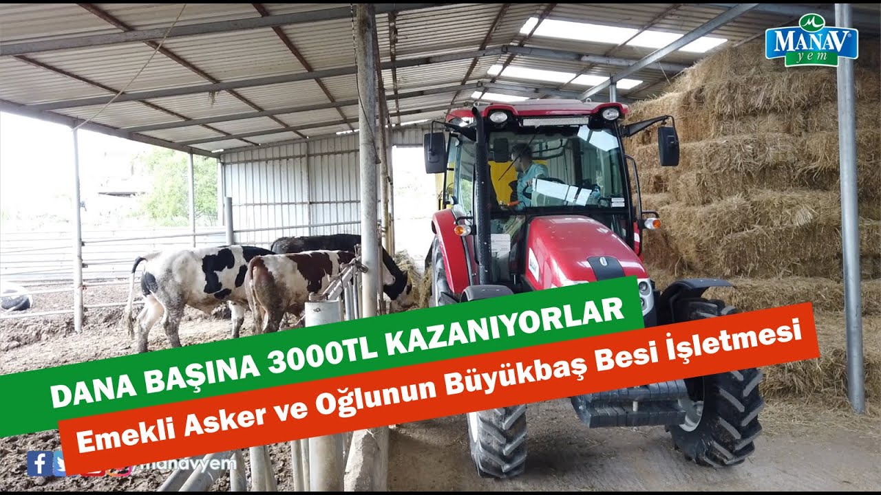 Dana Başına 3000TL Kazanıyorlar | Emekli Asker ve Oğlunun Büyükbaş Besi İşletmesi