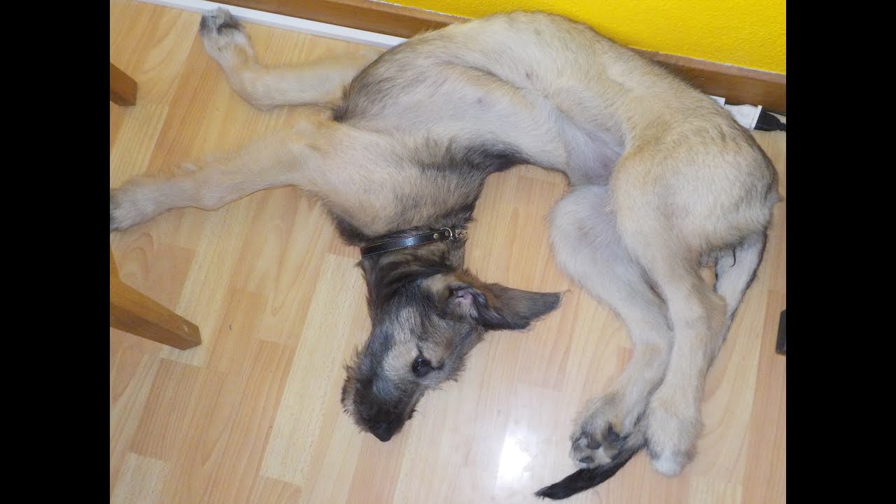 Irish Wolfhound Fiona Fang-mich 4. Film 'Jetzt geht's rund'