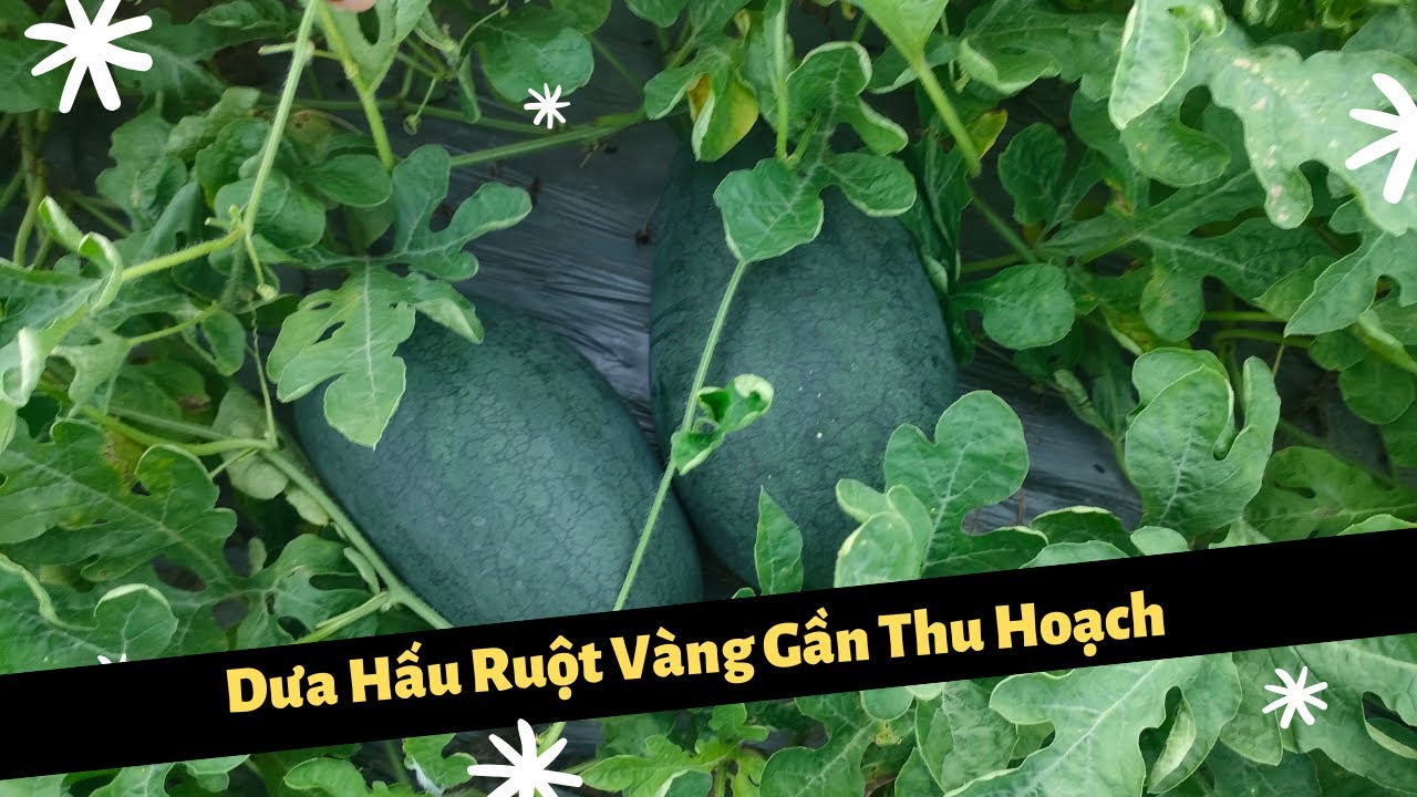 Dưa Hấu Ruột Vàng Trồng Mùa Mưa Gần Thu Hoạch (giống thiên hoàng 68)