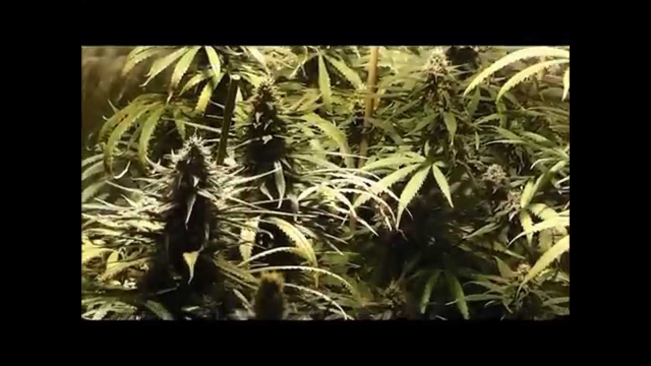 Exodus cheese grow - day 43