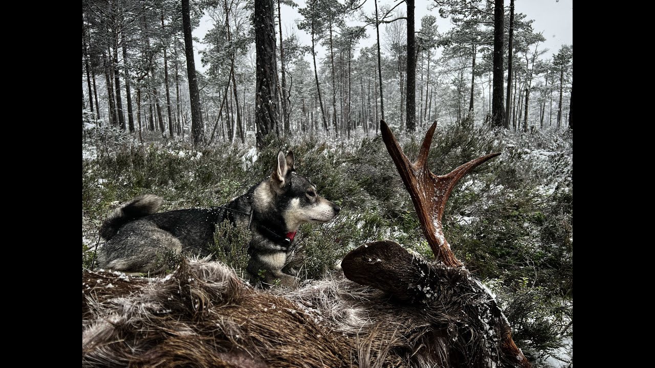 Jakt i Norden - &Auml;lg- och Vildsvinsjakt med J&auml;mthund