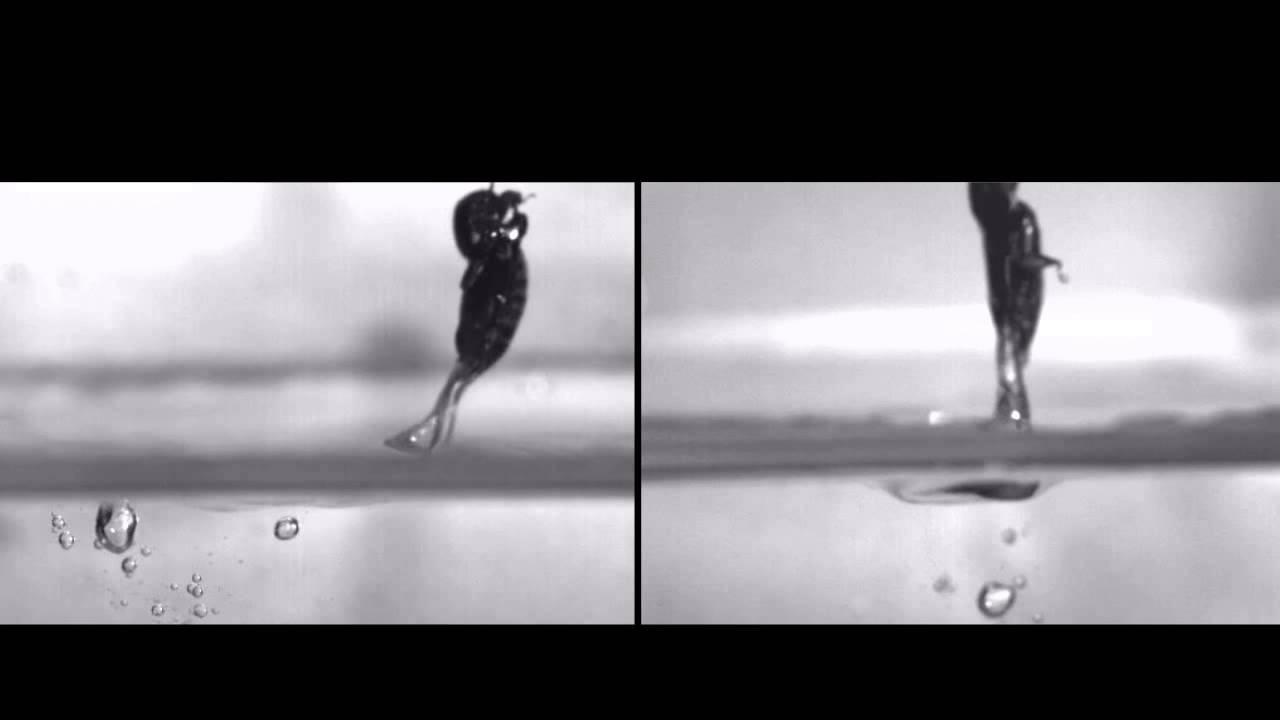 Tiny insect jumps on water