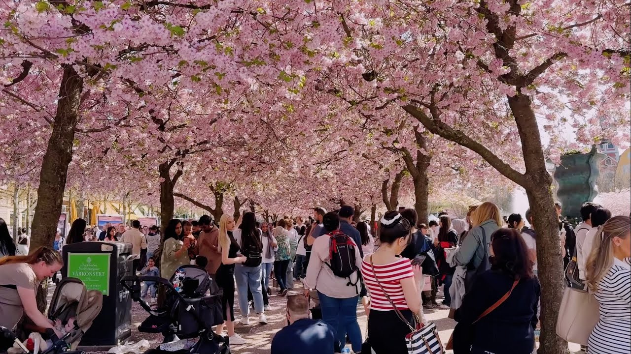 Cherry Blossoms Stockholm, Sweden | Medieval Market 4K