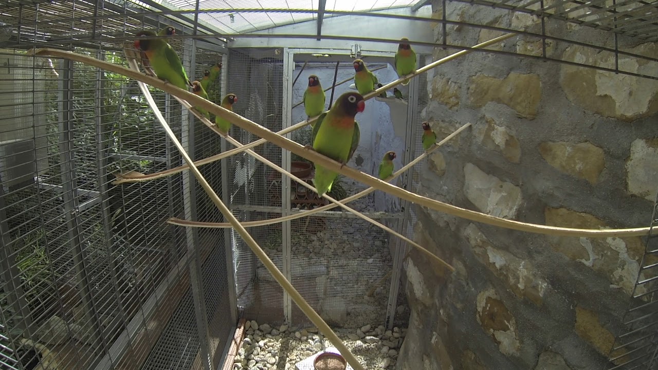 Colonia de Agapornis nigrigenis conocen a Gopro