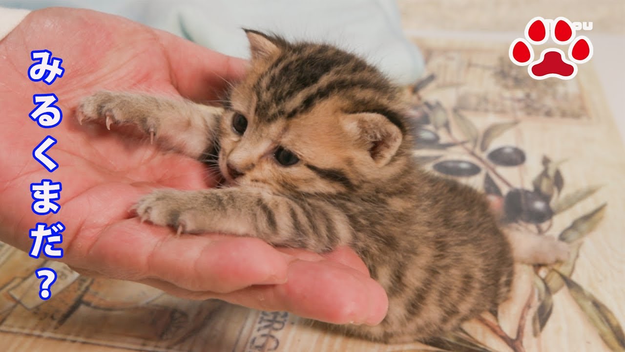 Пришло время для моего молока!　Котенок Коко