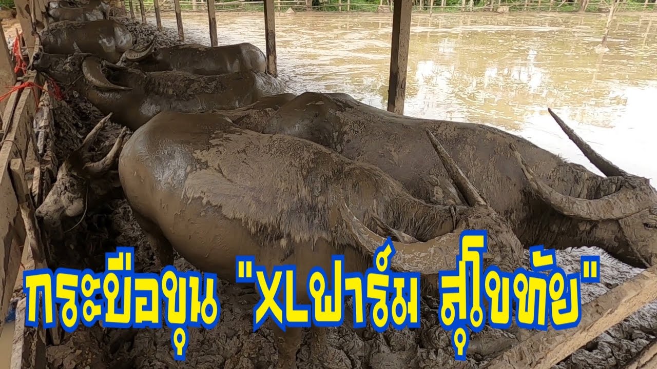 กระบือขุน 32ตัว “XLฟาร์ม สุโขทัย” จำหน่ายอาหารวัวขุน ( รู้รอบตอบโจทย์วัวขุน )