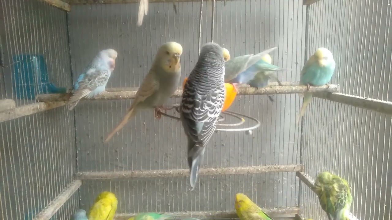 🐦ケージ環境を変えたら行動がここまで変化