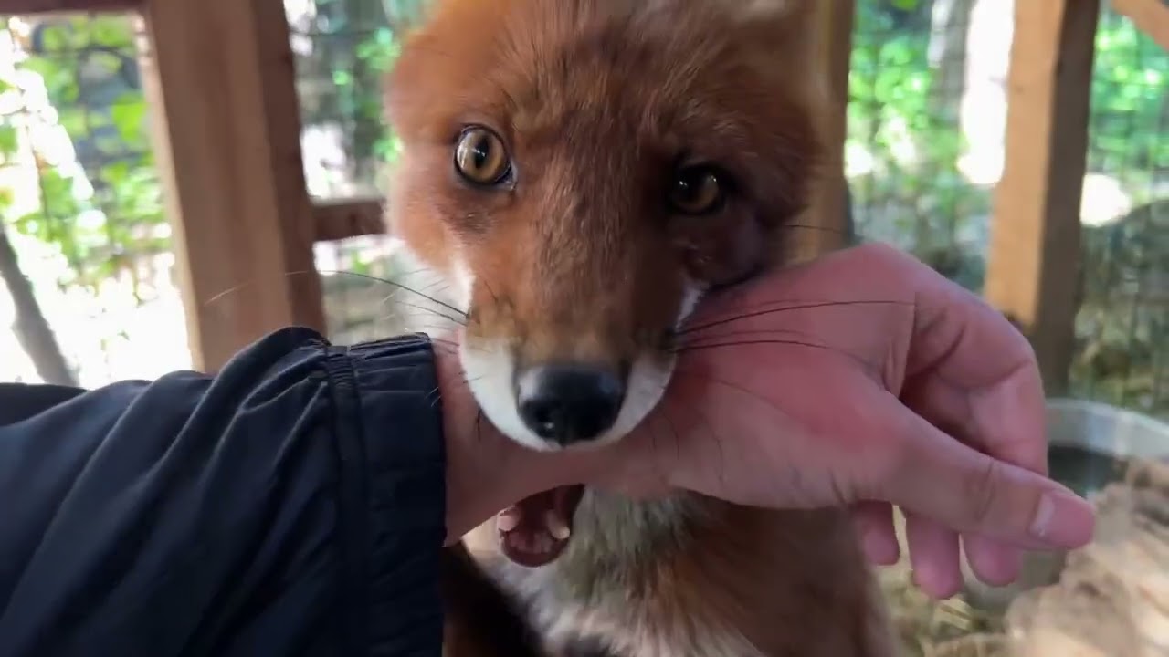 Алиса - лиса. Месть Алисе за то что меня разбудила в 5 утра #лисяо #животные #fox #лиса #собака