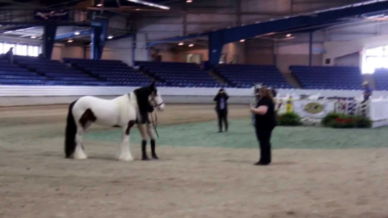 Spring Feathered Horse Classic 2013