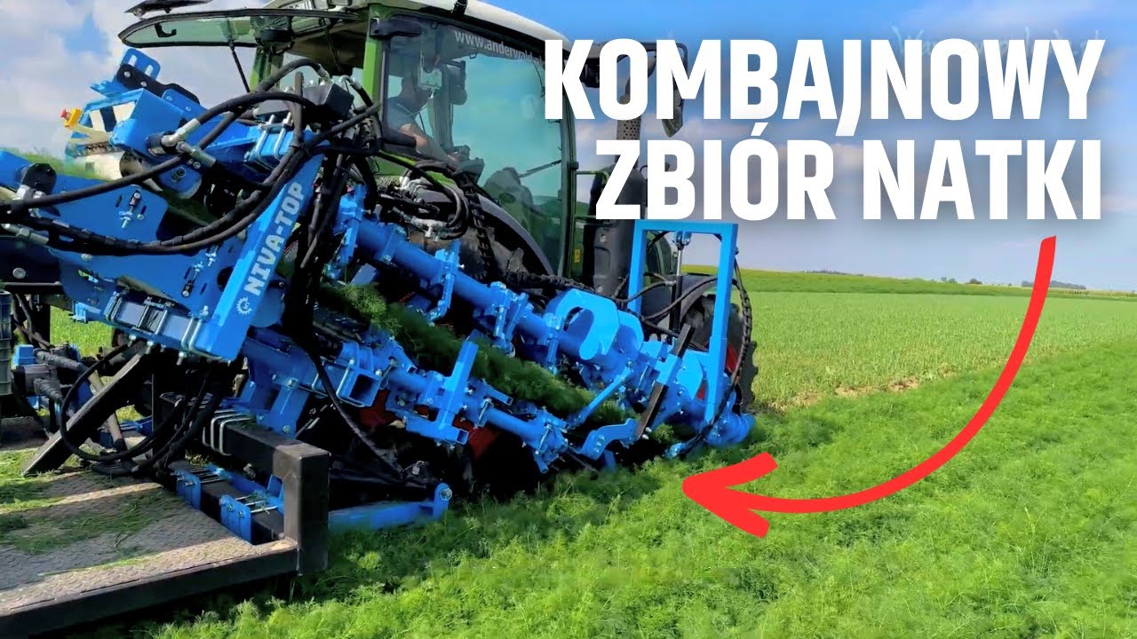 Kombajnowy zbiór natki koperku, pietruszki, szczypiorku i wielu innych