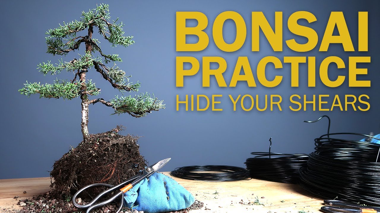 Creating a Bonsai Tree from a 1 Gallon Nursery Shimpaku Juniper - Setting Aside the Shears