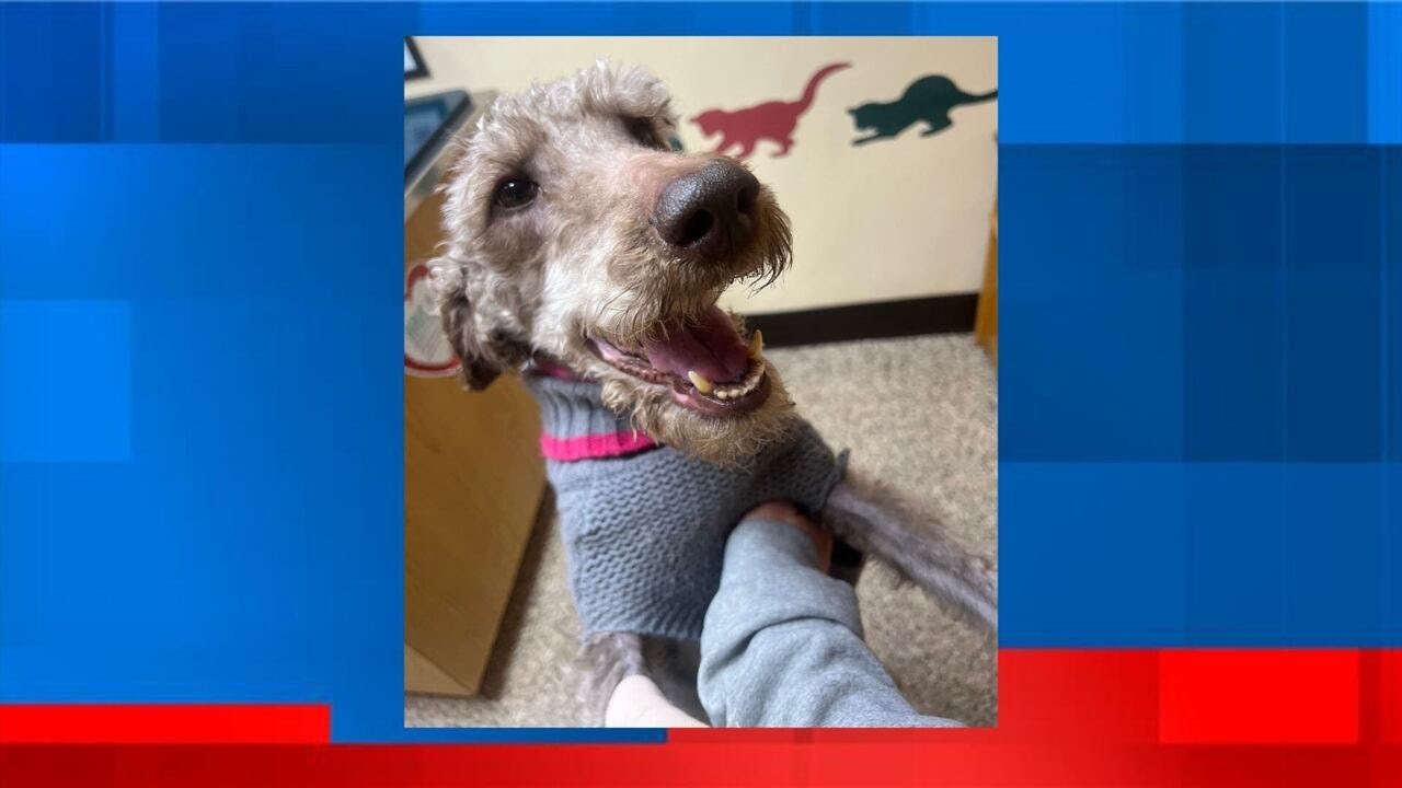 Shiawassee Humane Society seeking help for abandoned dog found in ditch