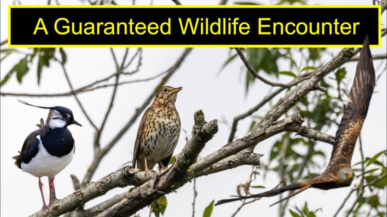 Wildlife Photography | A Wildlife Guarantee
