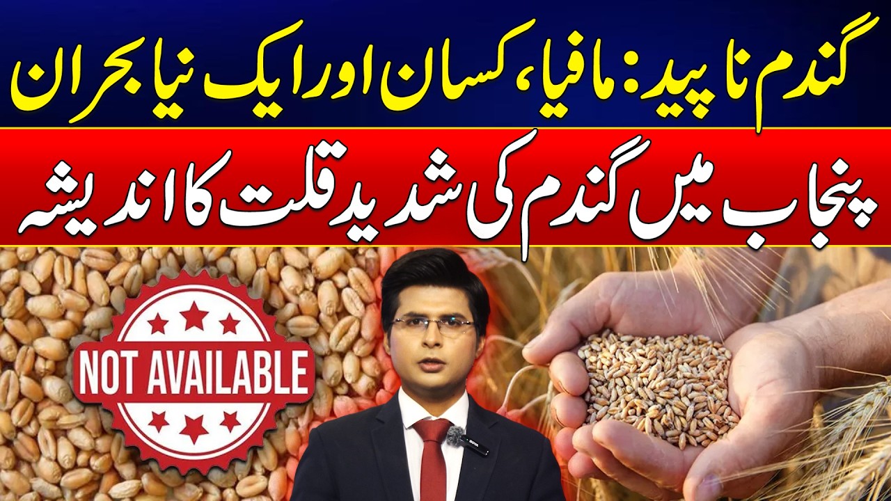 Wheat Shortage Fears in Punjab as Market Pressure Grows