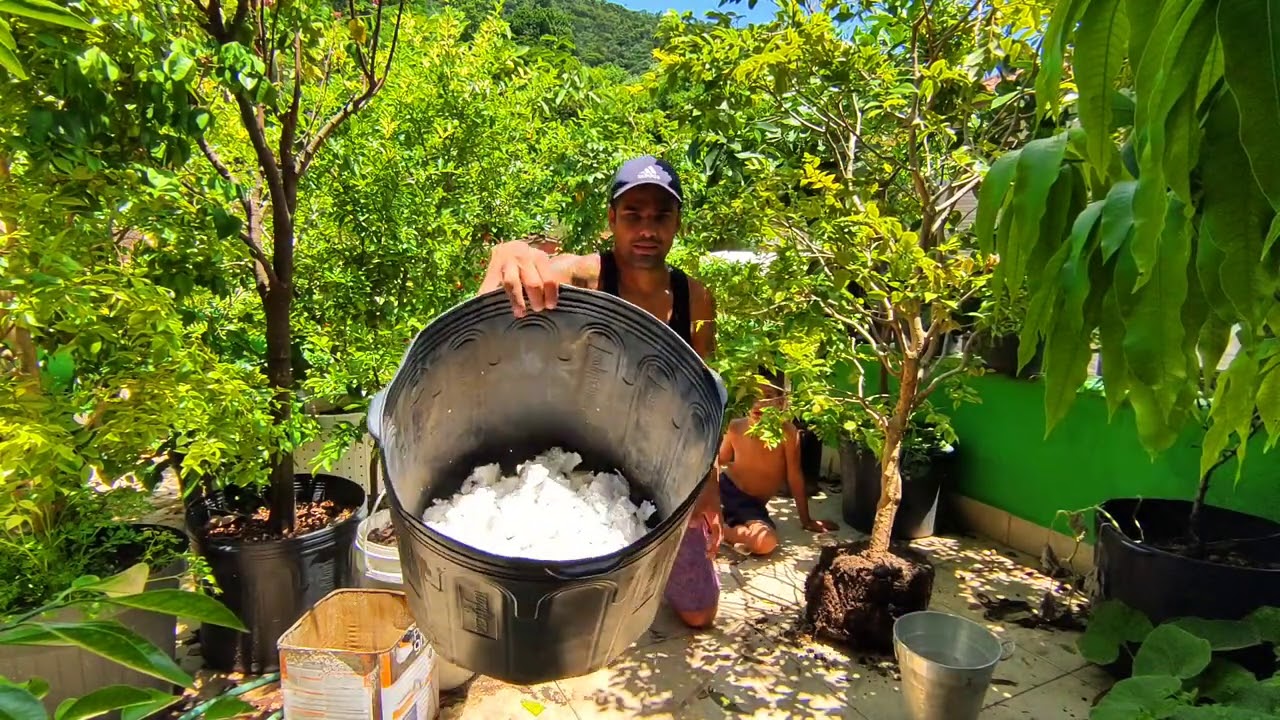 Transplante de Jaboticaba para vaso