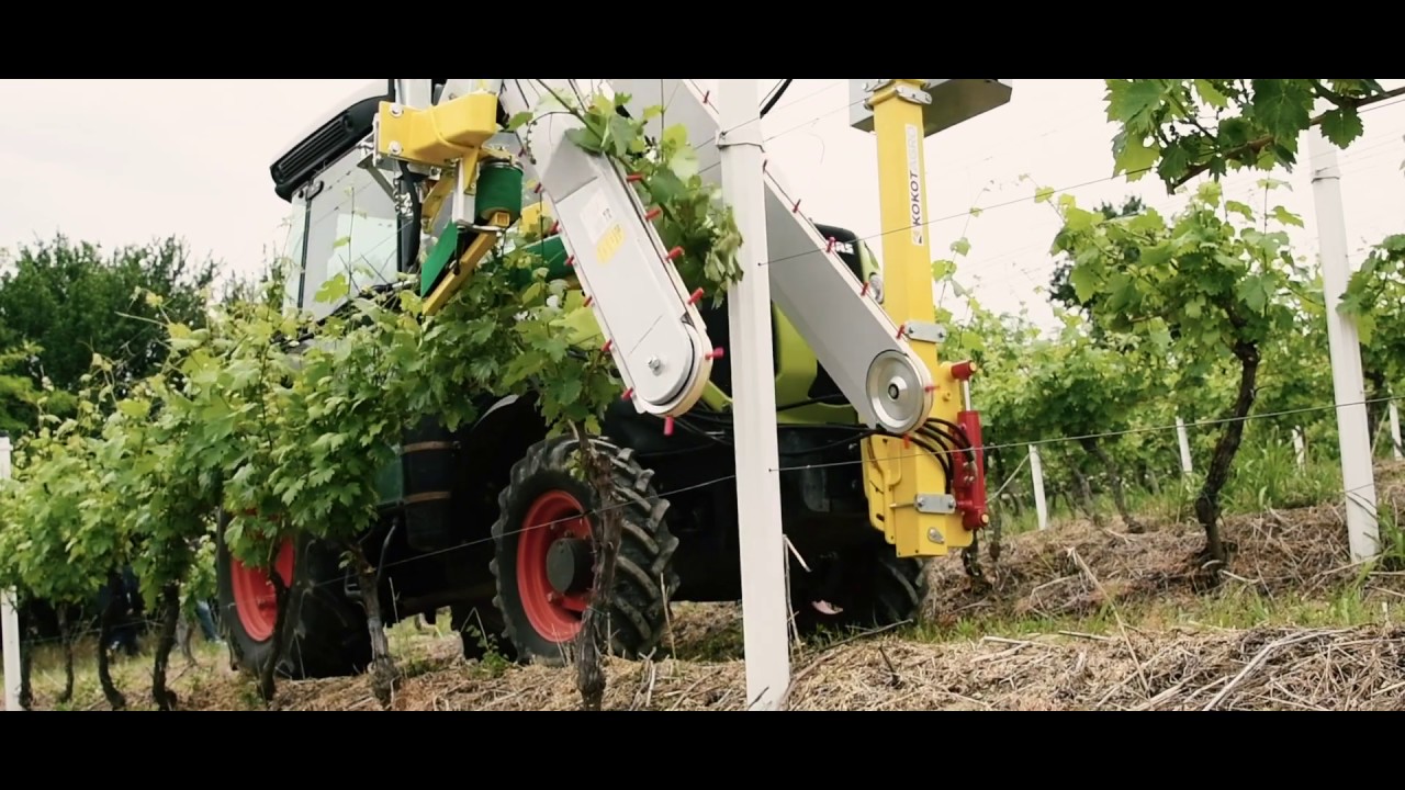 Vezacica za vinograd Kokot Agro Jastrebarsko KMS Rinklin