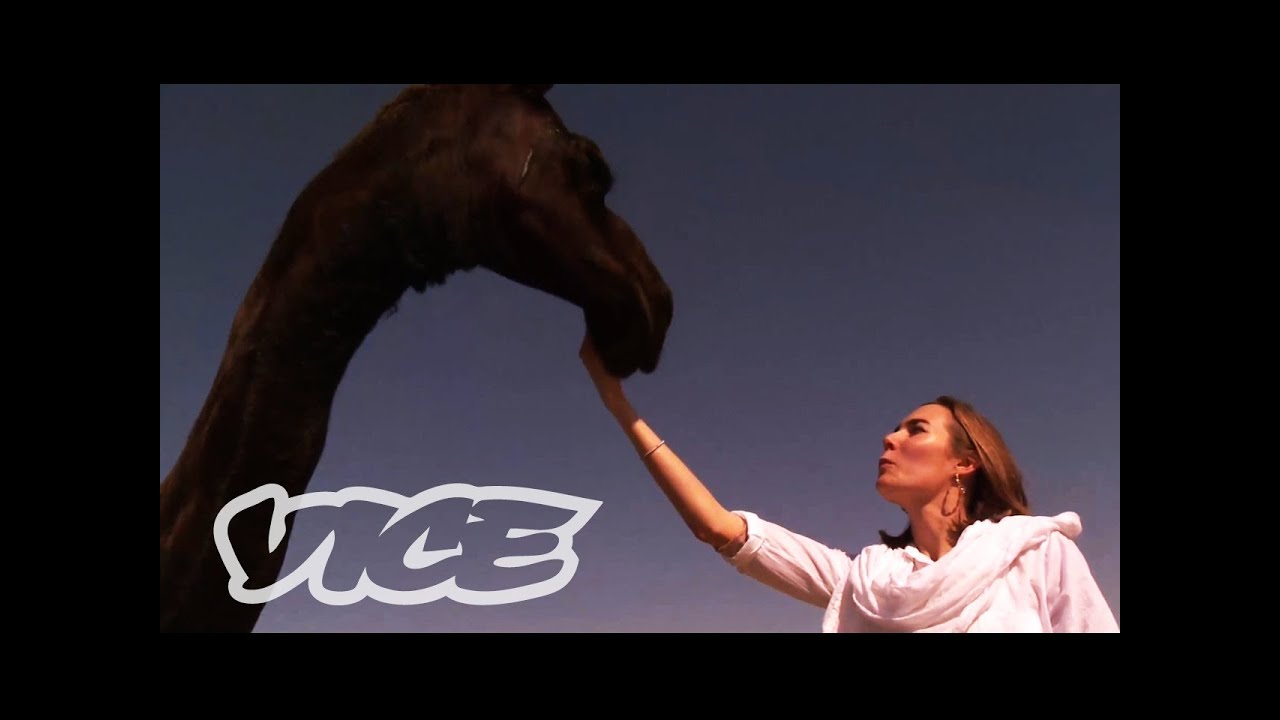 Miss Camel Beauty Contest