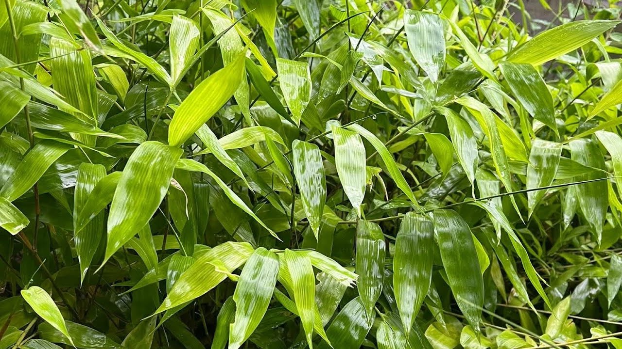 NORTH EAST BAMBOO&AGRO FORESTRY, is going live! ALL VARIETY OF BAMBOO PLANT AVAILABLE 7002950047