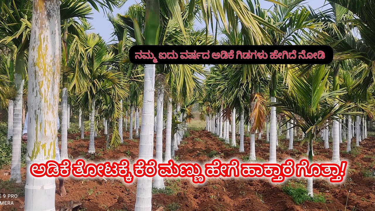 ನಮ್ಮ ಅಡಿಕೆ ತೋಟಕ್ಕೆ ಕೆರೆ ಮಣ್ಣು ಹಾಕಿಸ್ತಾ ಇದೀವಿ..💚#arecafarming #dailyvlog 
