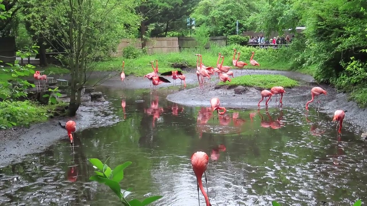 Caribbean flamingo enclosure and birds performing courtship display the Bronx Zoo