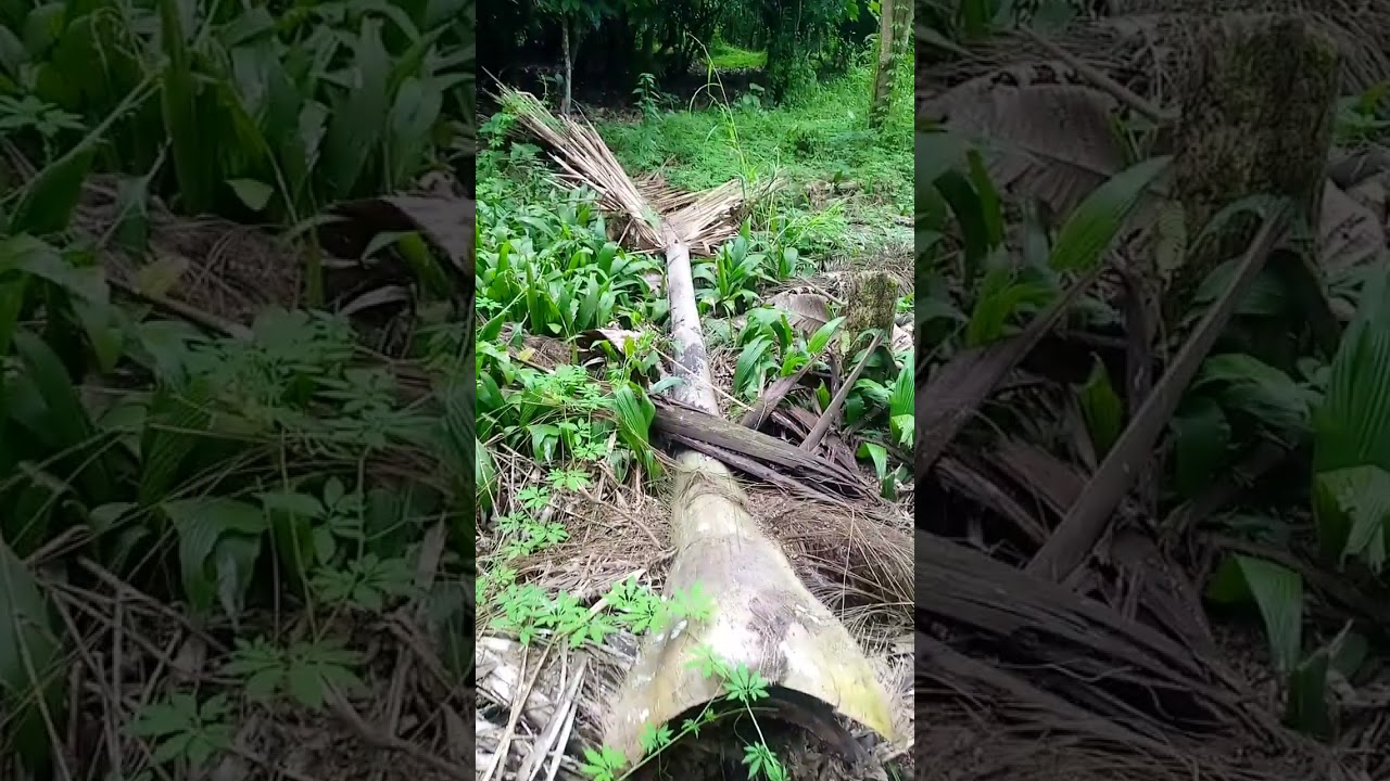 La palma real o chivila (Attalea colenda) 
