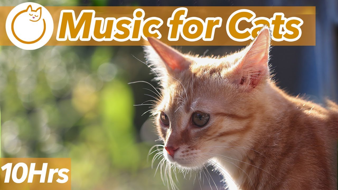 Beautiful Cat Music - Soft Soothing Melodies to Calm Cats FAST