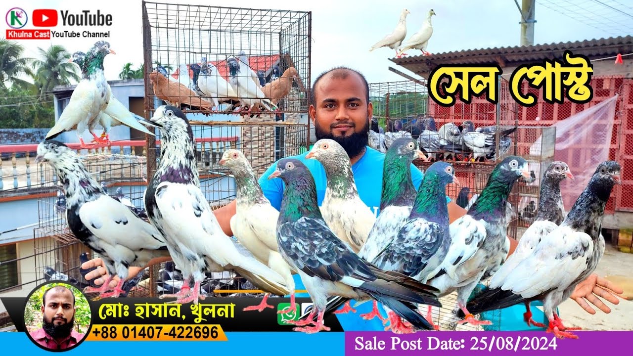 পাকিস্তানি কবুতরের সেল পোস্ট।। Baet quality pigeon sale।। সস্তায় ভালো মানের কবুতর কিনুন #pigeon