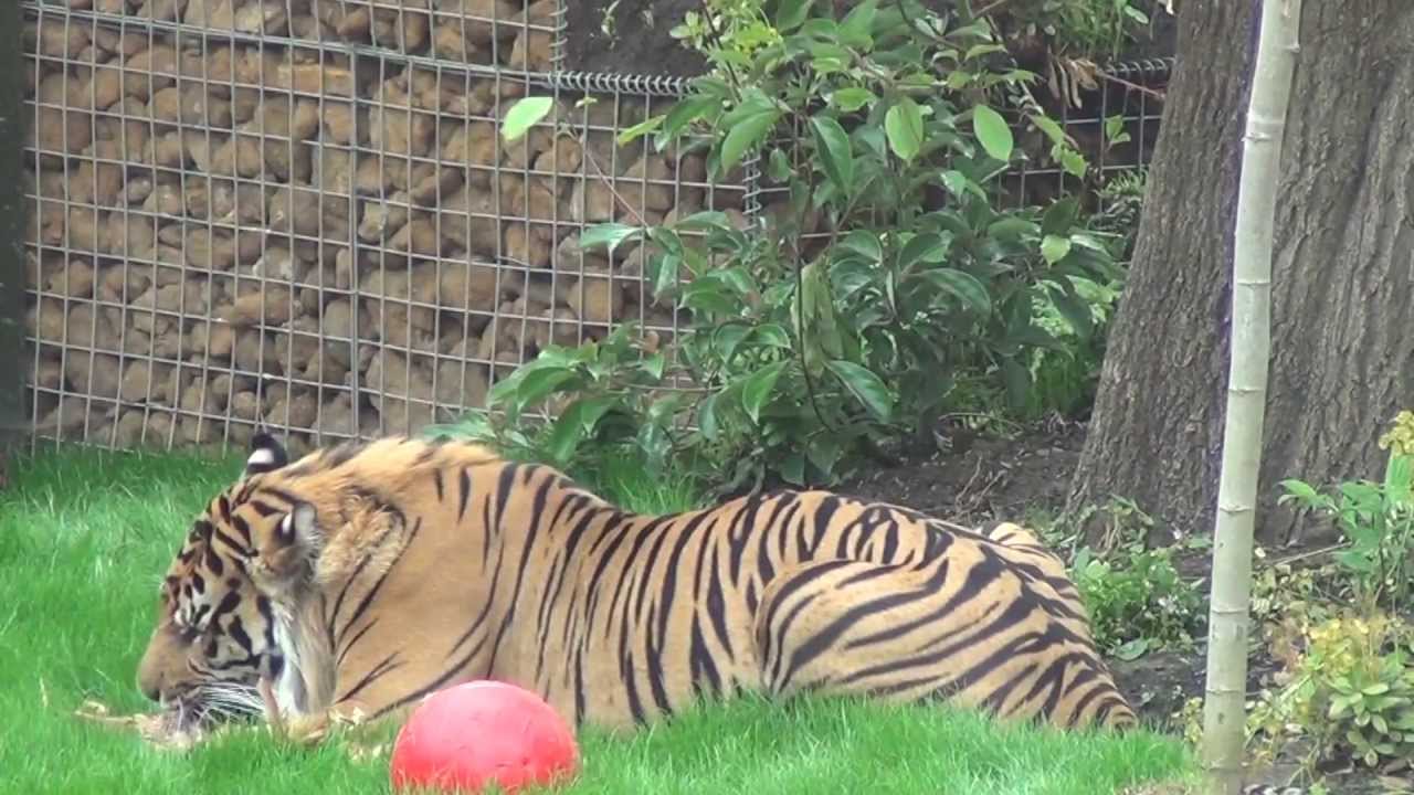 ZSL London Zoo - Tiger Territory - Talk & Feeding
