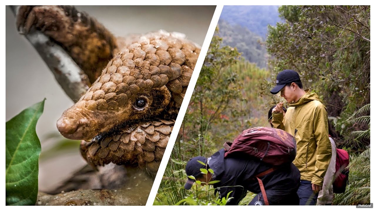 Wang Yibo and Wildaid's Pangolin Conservation Documentary Tops Youku and Weibo Top Searches