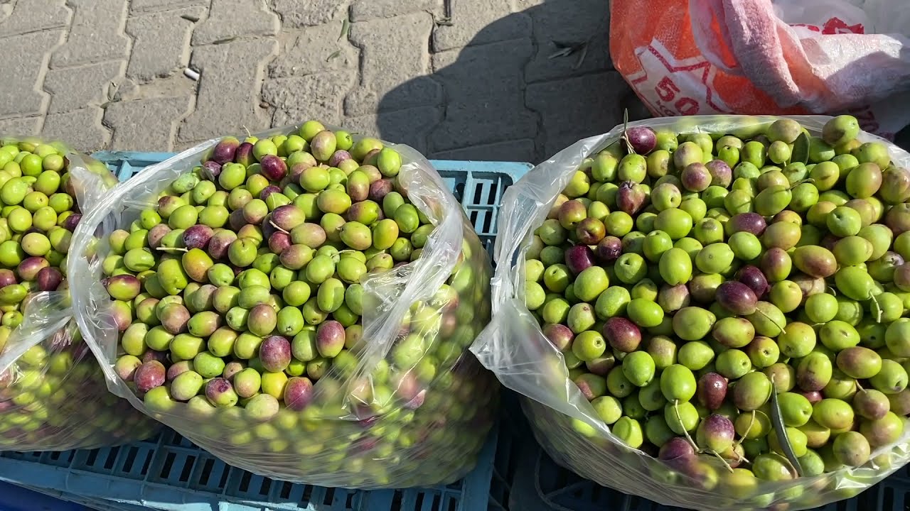 KIRMA YEŞİL ZEYTİN YAPMAK BU KADAR KOLAY VE &Ccedil;OK LEZZETLİ