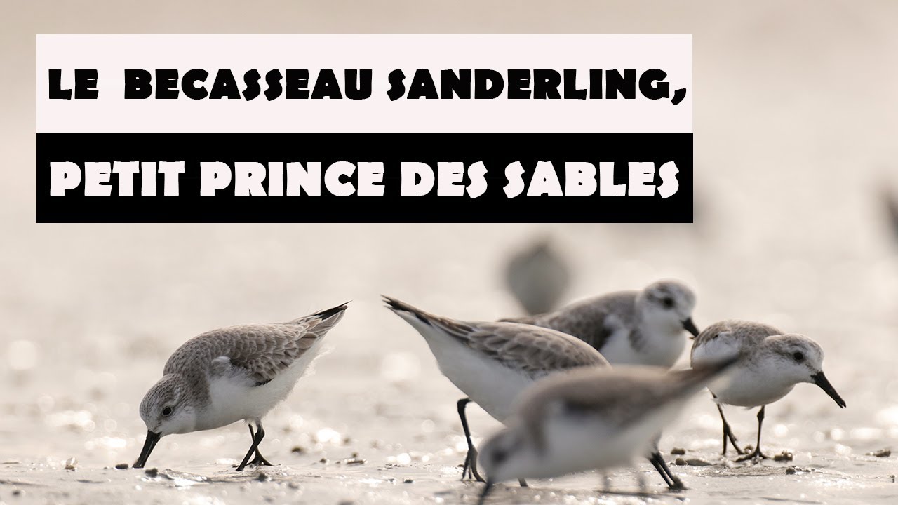 Le b&eacute;casseau sanderling, petit prince des sables