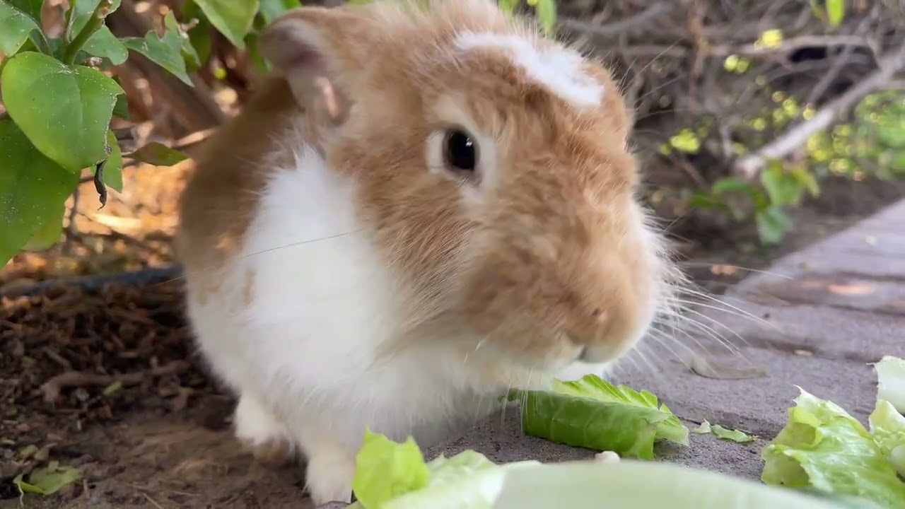 ASMR rabbit eating delicious cabbage asmr 