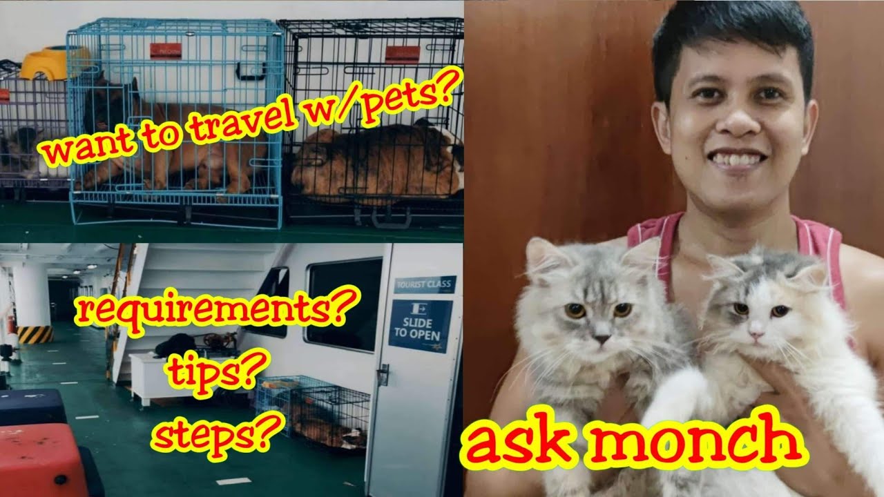Travel Requirements for Pets