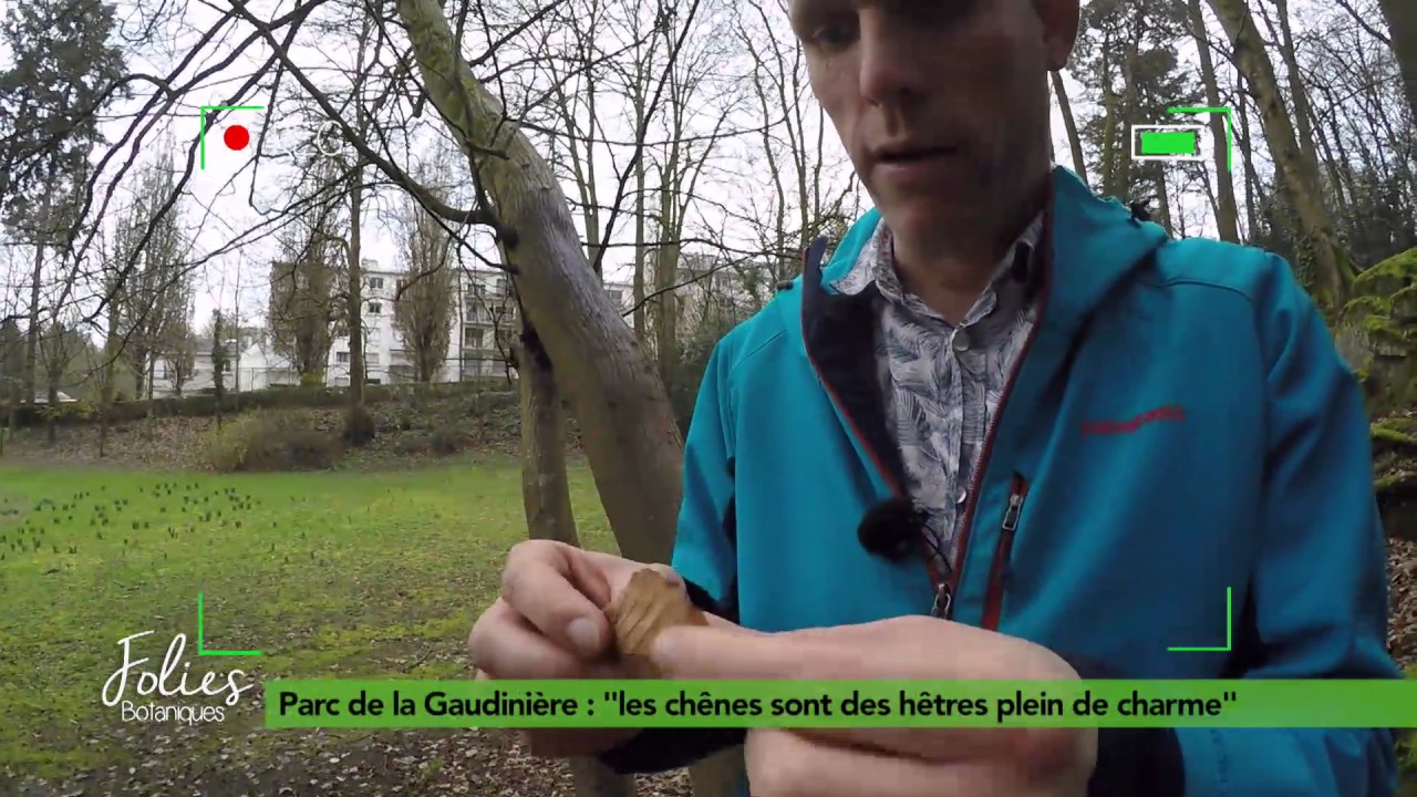 Folies Botaniques au Parc de la Gaudinière : hêtre, chêne, charme