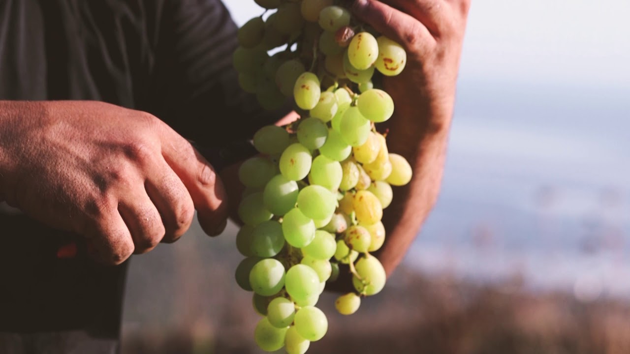 L'uva passa di Pantelleria