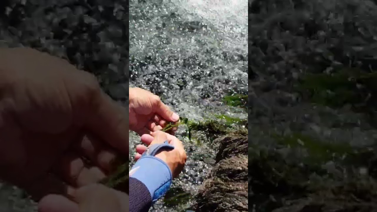 Gdje naci travu za pecanje? (alga kladofora).#shorts #fishing #pecanje #nature