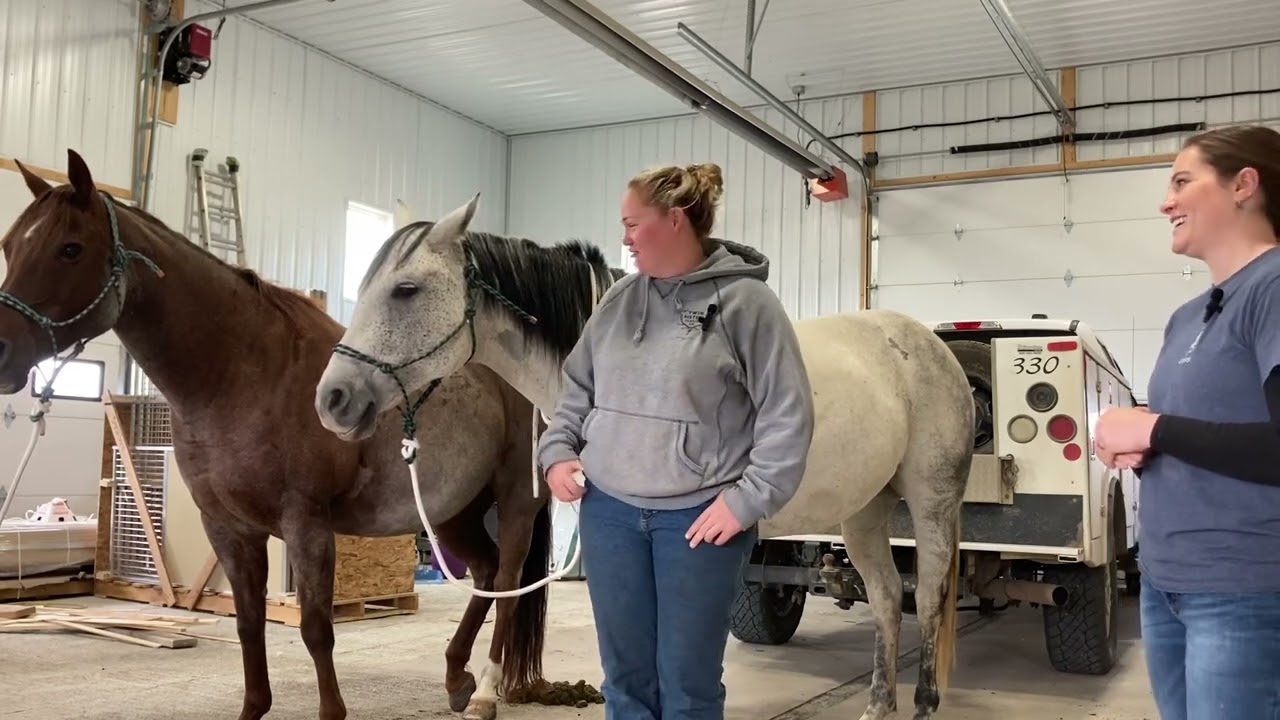 Rumensin and Bovatec toxicity with Dr. Emily Gosda