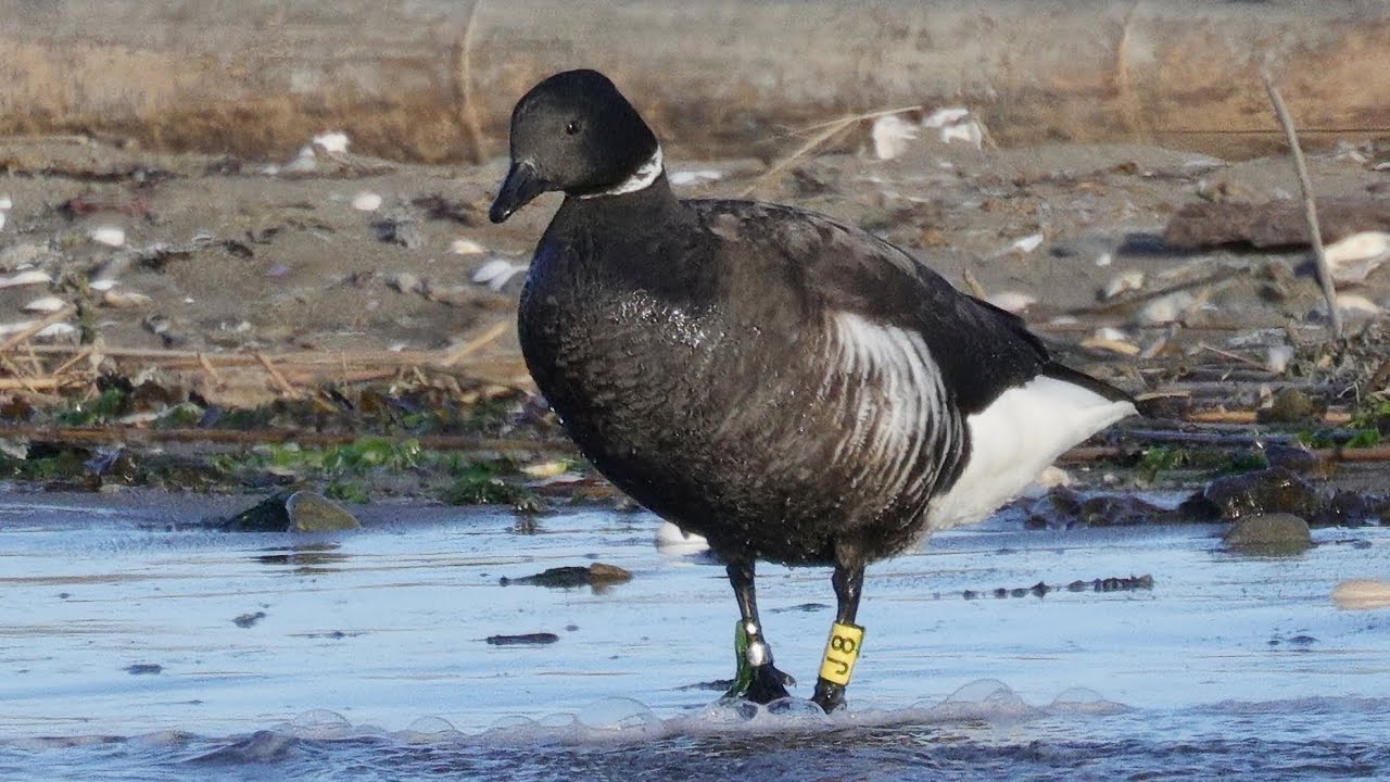 コクガン　野鳥　Brant　Branta bernicla　wildbirds　260106