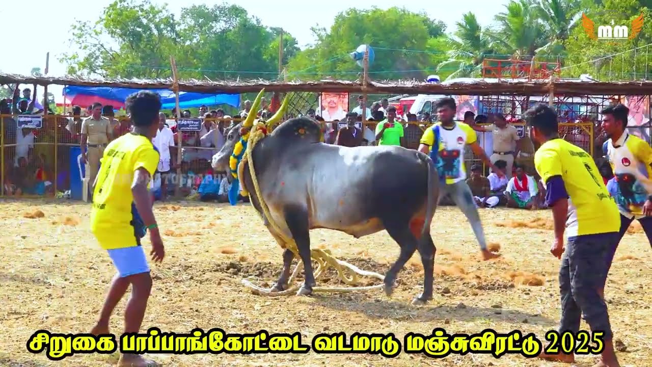 அருமையான காளை அருமையான வீரர்கள் நீயா நானா கடுமையான போட்டி கடைசி  நிமிடத்தில் காளையை அடக்கிய வீரர்கள்