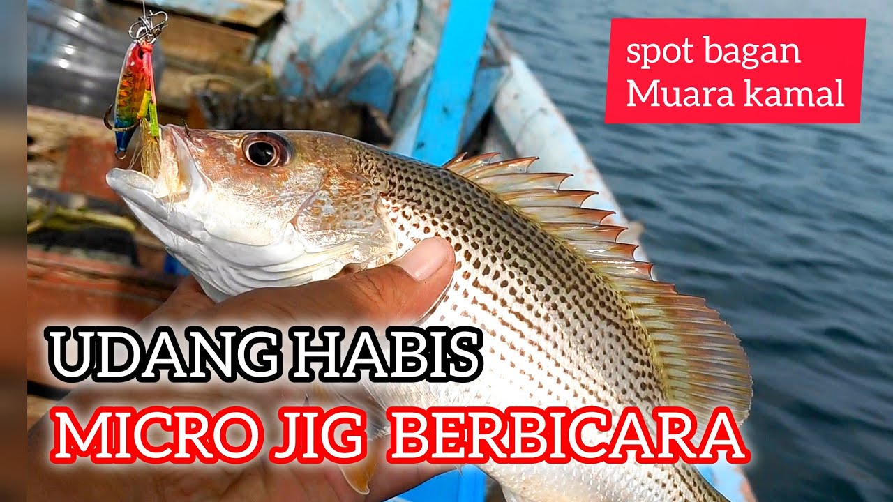 GACOR PARAH ‼️ PAKAI MICRO JIG SAAT KEHABISAN UMPAN, MANCING DASARAN BAGAN TERNAK KERANG MUARA KAMAL