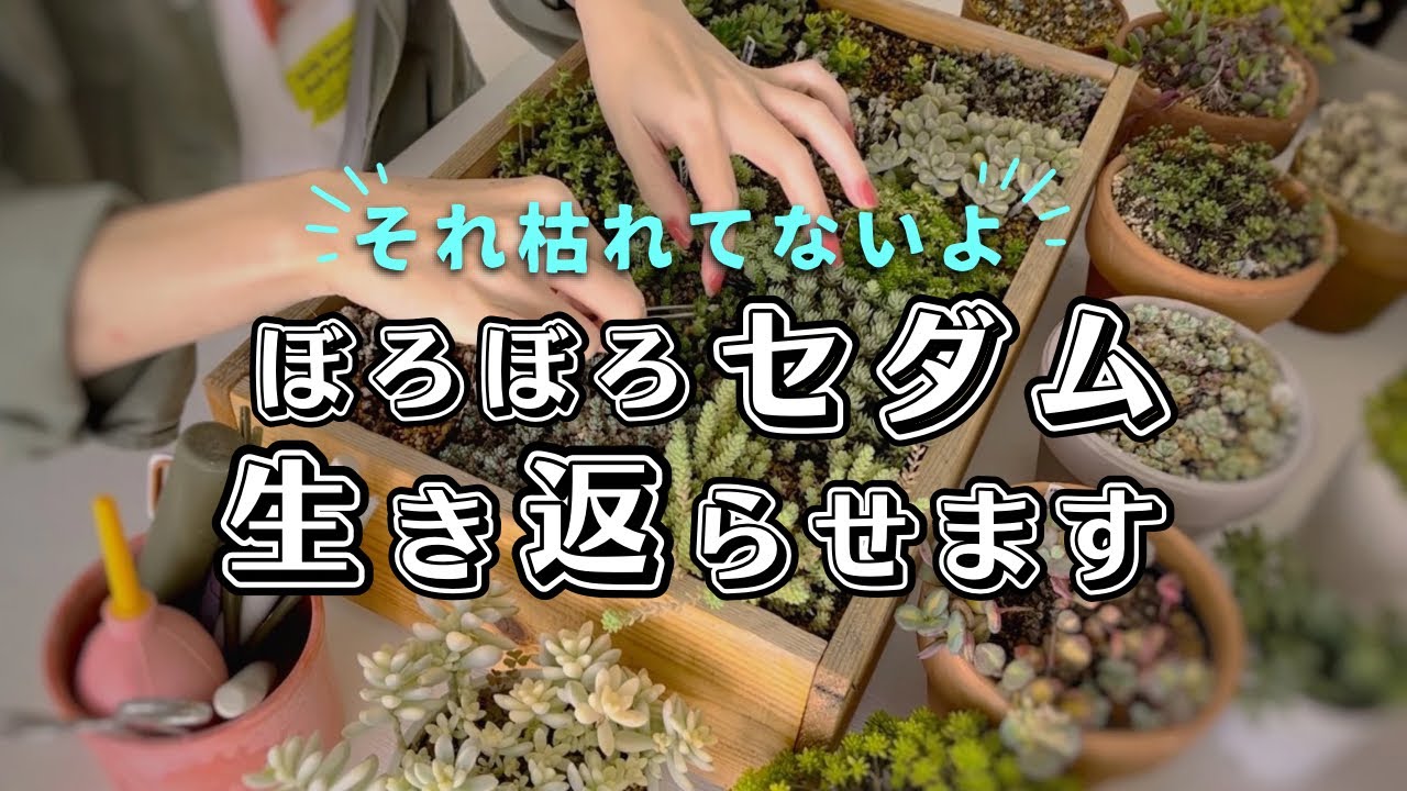 ボロボロで悲惨な状態でも生き返ります！| 多肉植物 | ガーデニング | セダム