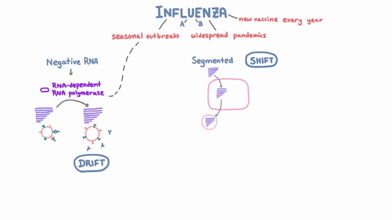 Influenza Drift and Shift - Negative RNA and the Segmented Genome