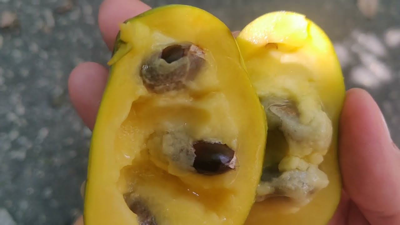 Discovering Paw Paw fruits