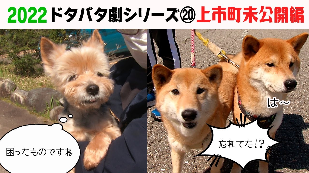 2022狂犬病予防注射会場のドタバタ劇 上市町の未公開ワンちゃん