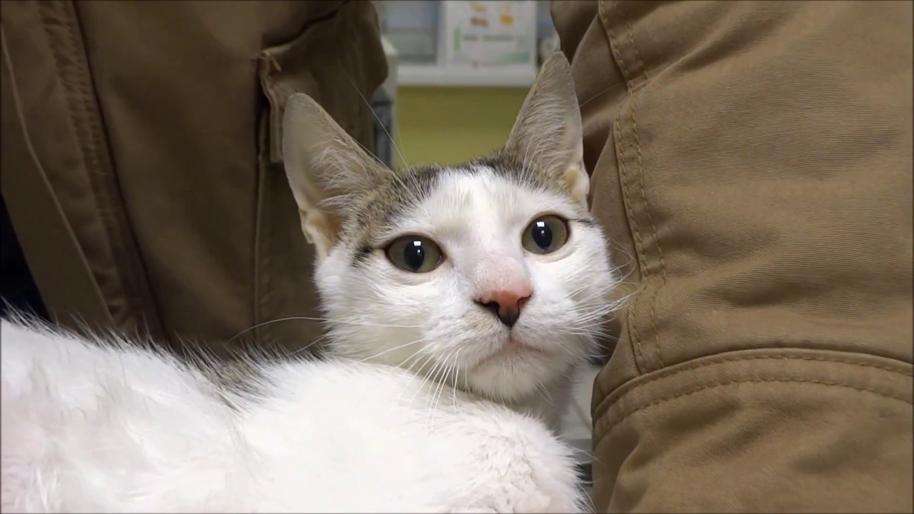 Zakaźne zapalenie otrzewnej kotów - Feline infectious peritonitis