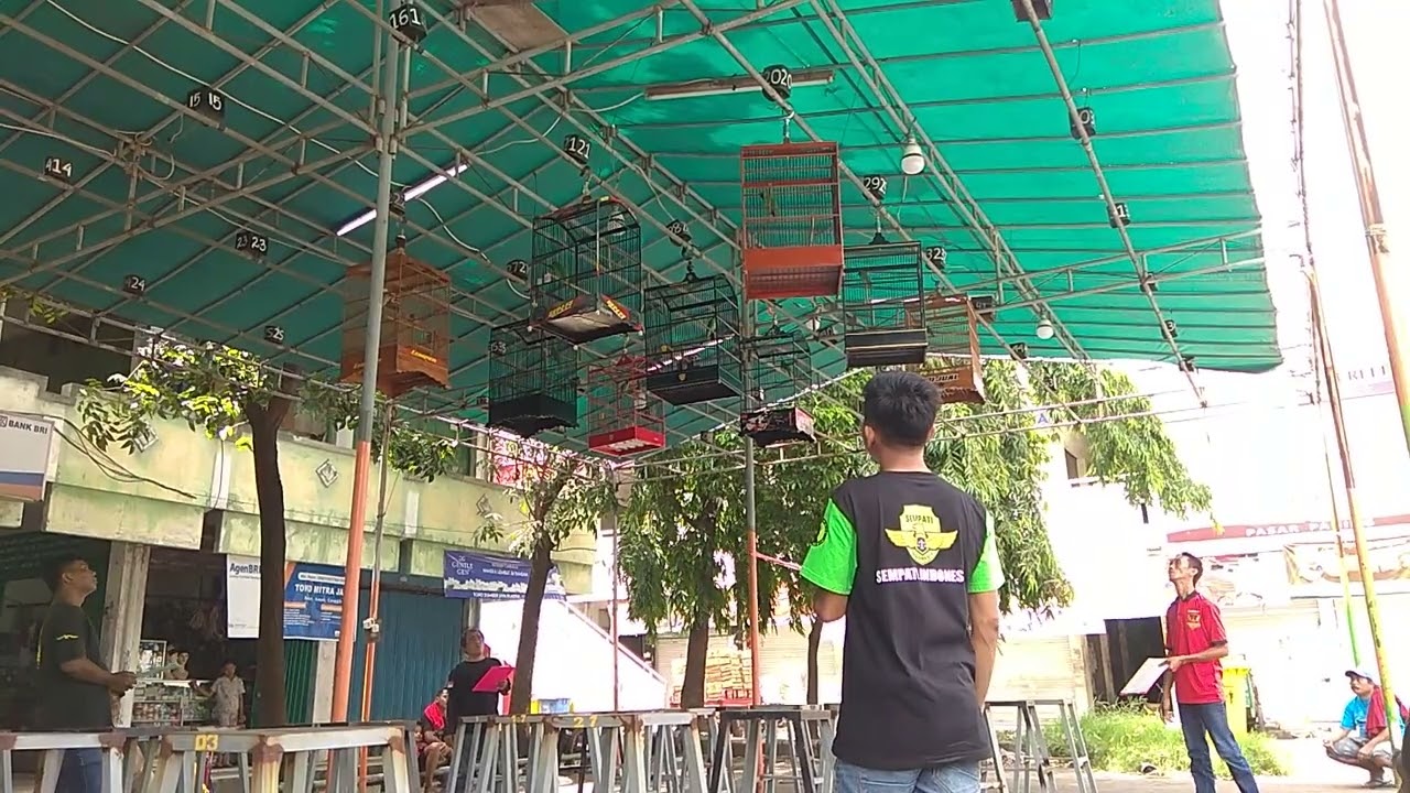 ramaikan CUCAK IJO di SURABAYA