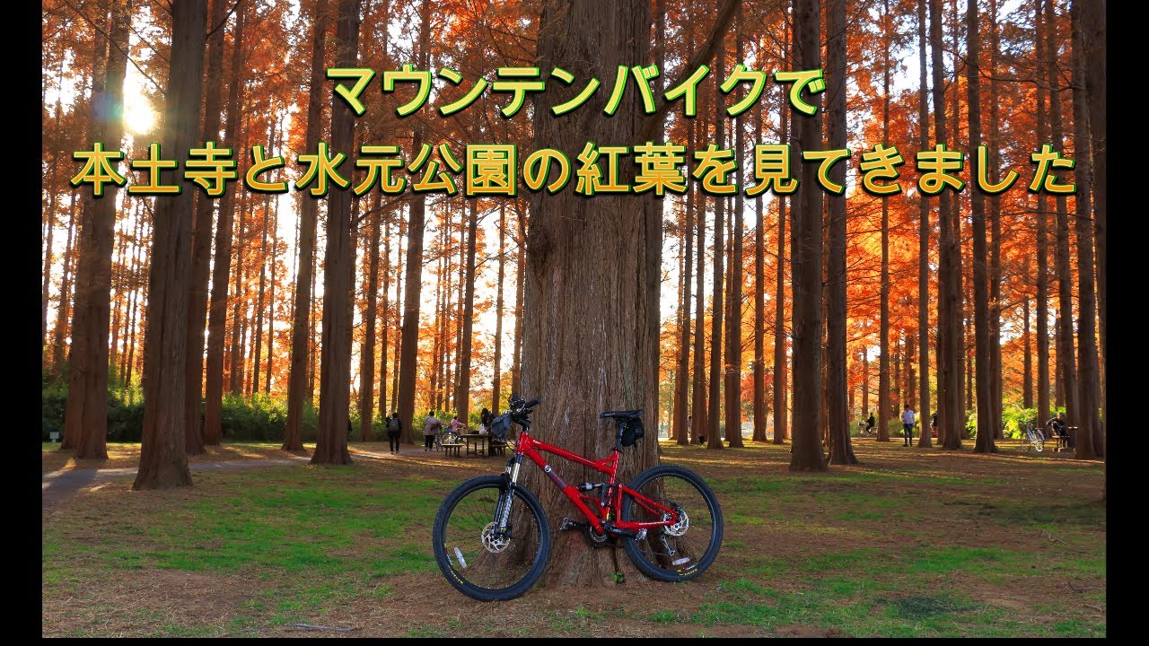 本土寺と水元公園の紅葉を見てきました