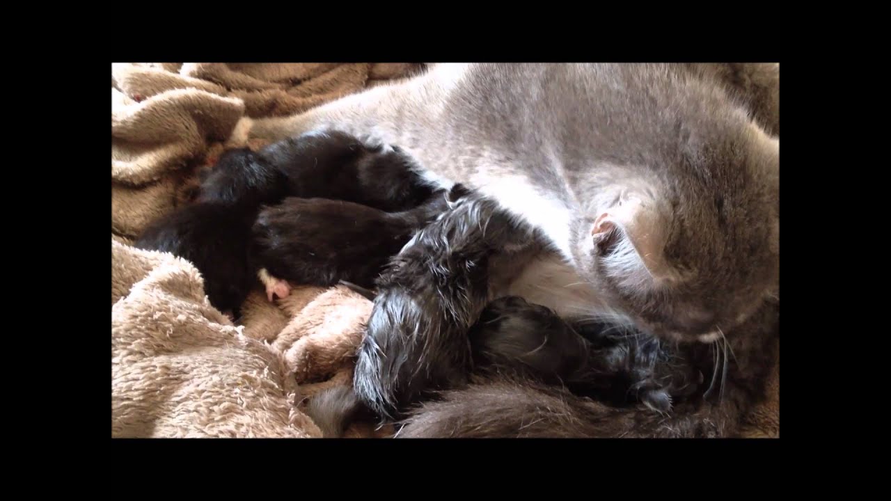 De geboorte van 5 kittens