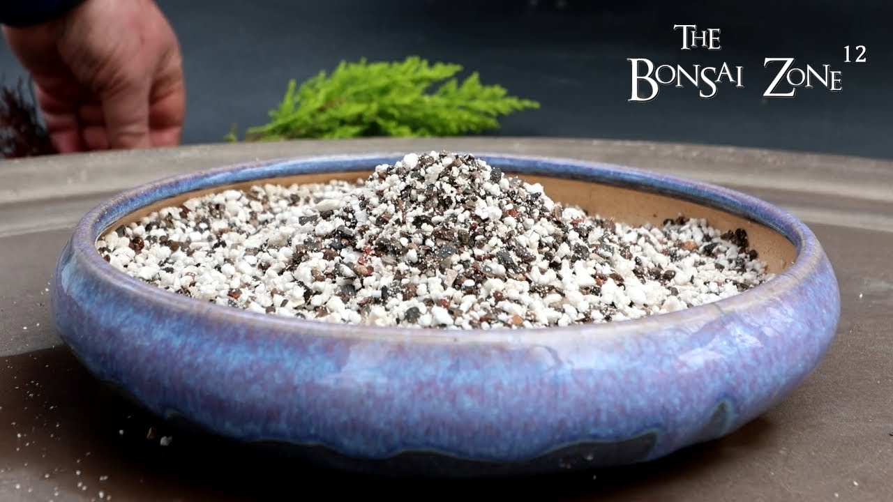 Repotting My Lemon Cypress, The Bonsai Zone, April 2025